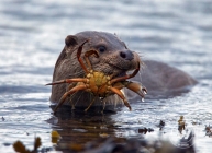 How they preserve sea grasses???